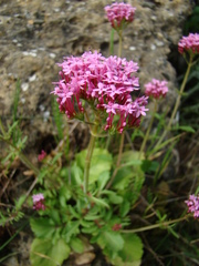 Centranthus macrosiphon