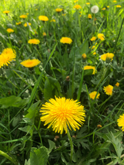 Taraxacum