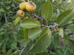 Pyrus communis pyraster
