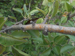 Pyrus communis pyraster