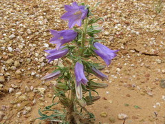 Campanula speciosa