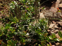 Cardamine resedifolia