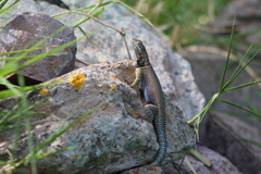 Sceloporus dugesii