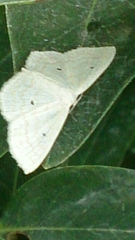 Scopula immutata