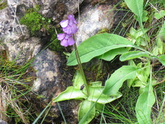 Pinguicula grandiflora