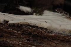 Trechispora mollusca