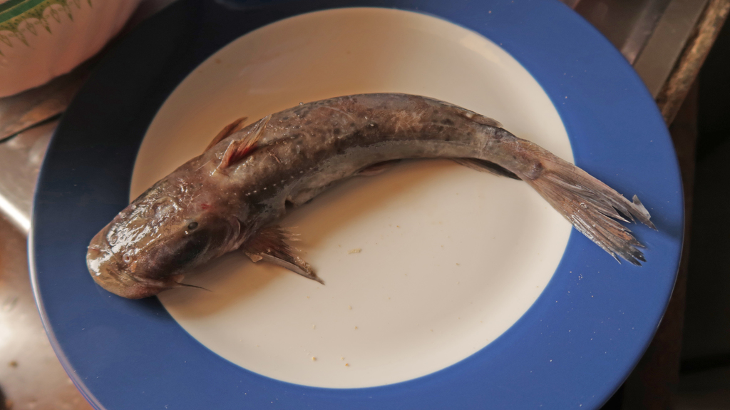 Guenther's suckermouth catfish (Euchilichthys guentheri) — Mochokidae