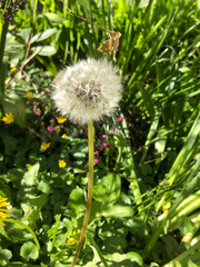 Taraxacum