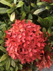 Ixora coccinea