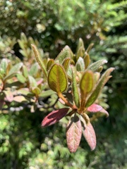 Rhododendron rubropilosum