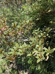 Rhododendron rubropilosum