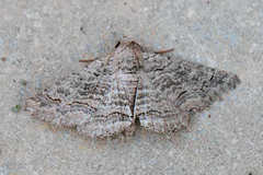Pericyma albidentaria