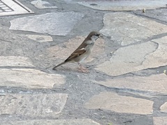 Passer domesticus