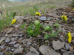 Ranunculus altaicus