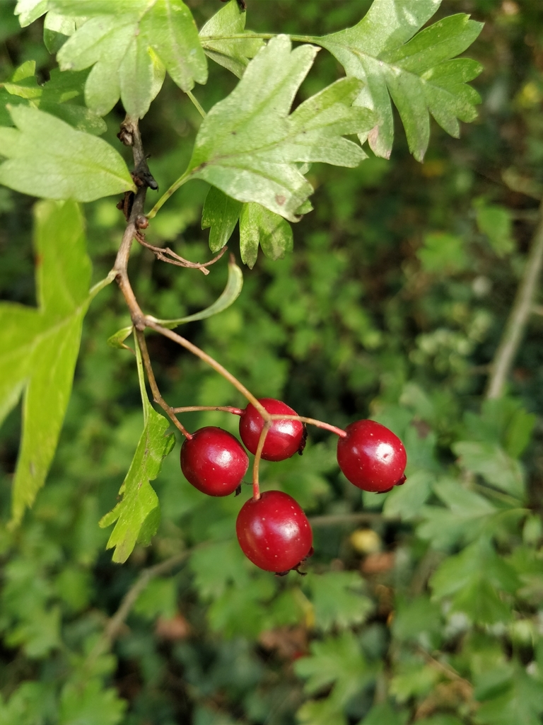 Crataegus monogyna