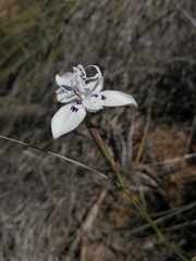 Moraea barkerae