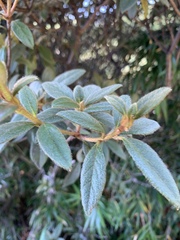 Rhododendron rubropilosum