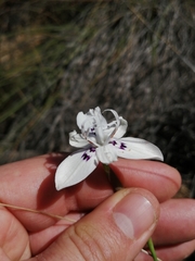 Moraea barkerae