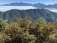 Rhododendron rubropilosum