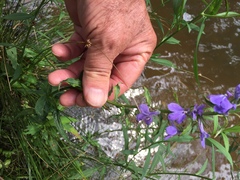 Lobelia elongata