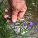 Longleaf Lobelia - Photo (c) Jack Spruill, some rights reserved (CC BY-NC), uploaded by Jack Spruill