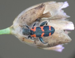 Trichodes leucopsideus