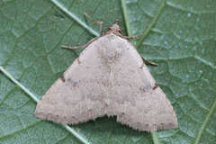 Plecoptera inquinata