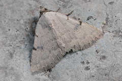 Plecoptera inquinata