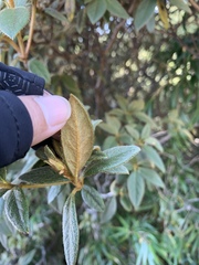 Rhododendron rubropilosum