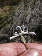 Moraea barkerae