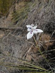 Moraea barkerae