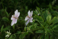 Geranium krameri