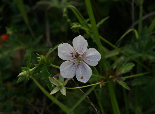 Geranium krameri, photograph 1