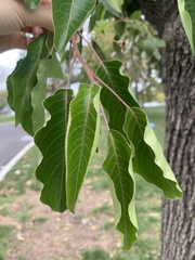 Magnoliopsida