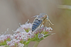 Bembix olivacea