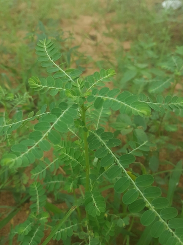 Phyllanthus image