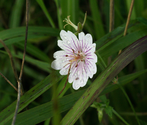 Upright crane's-bill (Geranium krameri)