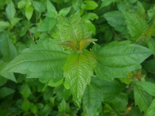 Chromolaena odorata image