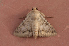 Pandesma robusta