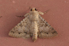Pandesma robusta