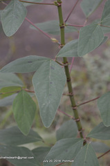Magnoliopsida