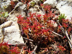 Sedum cespitosum