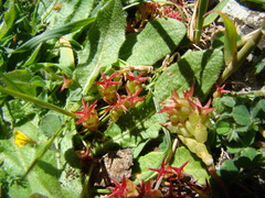 Sedum cespitosum
