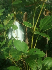 Telfairia occidentalis