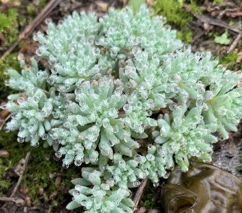 Sedum hispanicum var. minus
