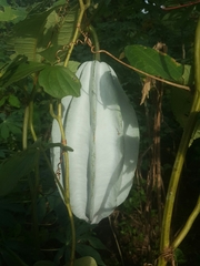 Telfairia occidentalis