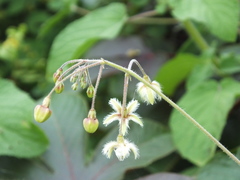 Pergularia daemia daemia