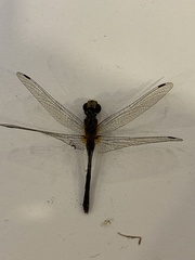 Libellulidae