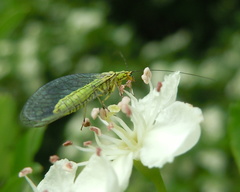 Hypochrysa elegans