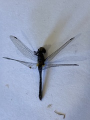 Libellulidae